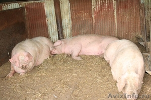 продам крупных свиноматок - Изображение #1, Объявление #698365