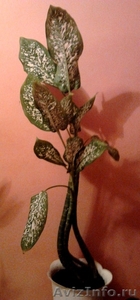 Продам диффенбахию пятнистую (Diffenbachia picta).   - Изображение #1, Объявление #741065