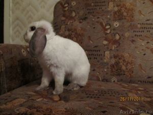 крольчат вислоухих, крольчиху, крола и клетку - Изображение #1, Объявление #778279