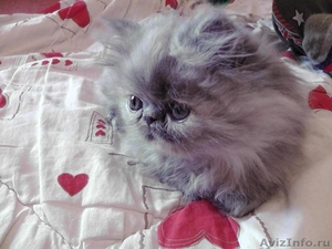Персидский котик, очень ласковый - Изображение #2, Объявление #798675