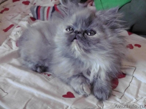 Персидский котик, очень ласковый - Изображение #5, Объявление #798675