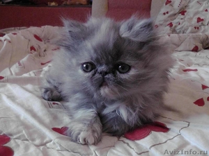 Персидский котик, очень ласковый - Изображение #1, Объявление #798675