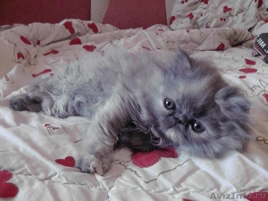 Персидский котик, очень ласковый - Изображение #3, Объявление #798675