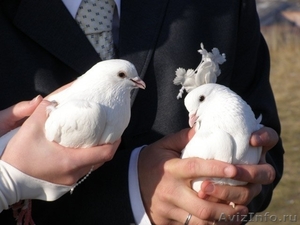 Запуск белых голубей на свадьбах и торжествах - Изображение #4, Объявление #959127