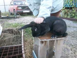 Продам половозрелых кроликов на племя  - Изображение #3, Объявление #988294