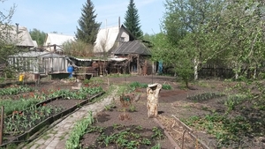 Продается отличный сад в СНТ "Янтарь" - Изображение #2, Объявление #1100377