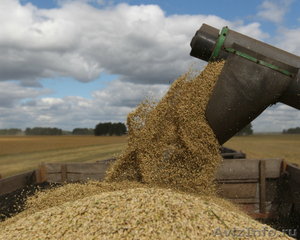 Зерно: Пшеница Ячмень Овёс Лён Отруби Семена подсолнечника - Изображение #1, Объявление #1481686
